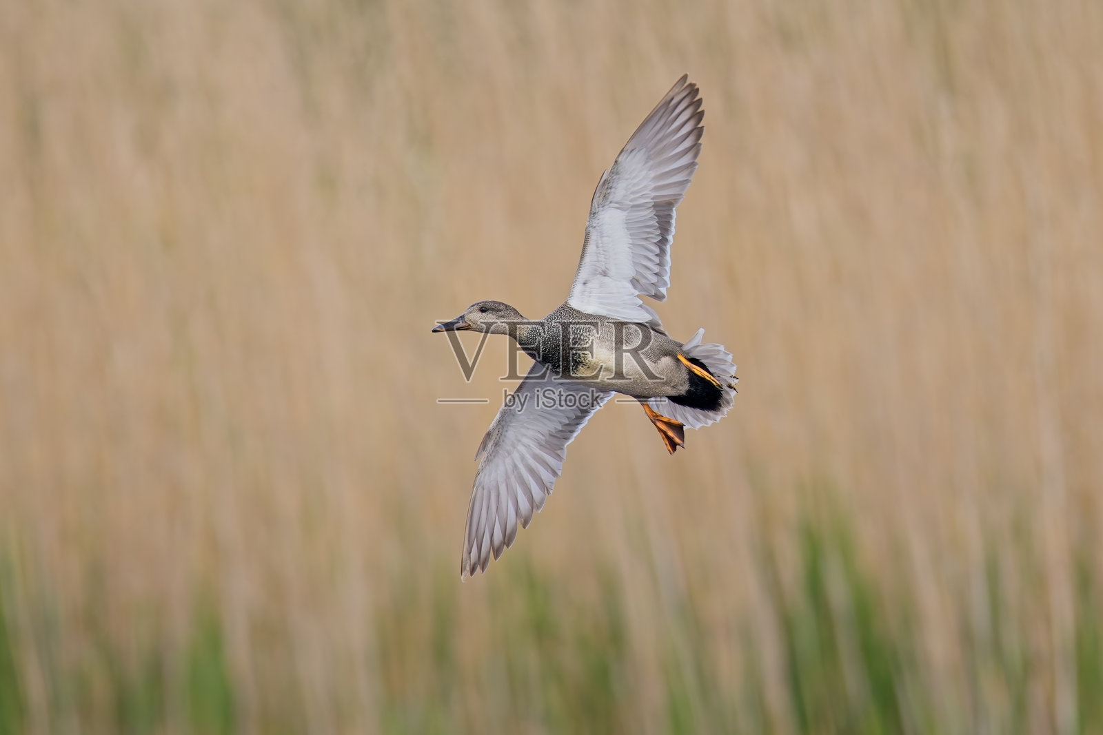飞翔和游泳的斑头雁照片摄影图片