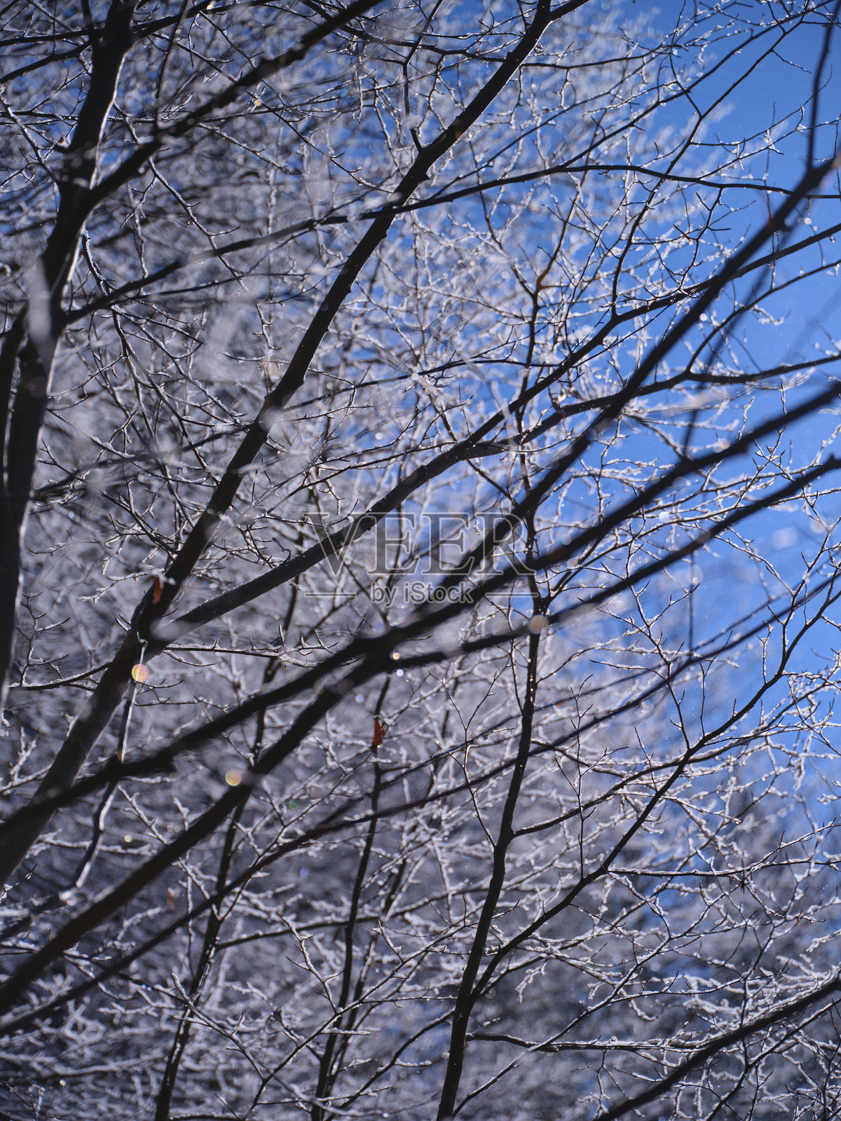 冬季风景中，覆盖着霜的树枝与晴朗的蓝天相映成趣照片摄影图片