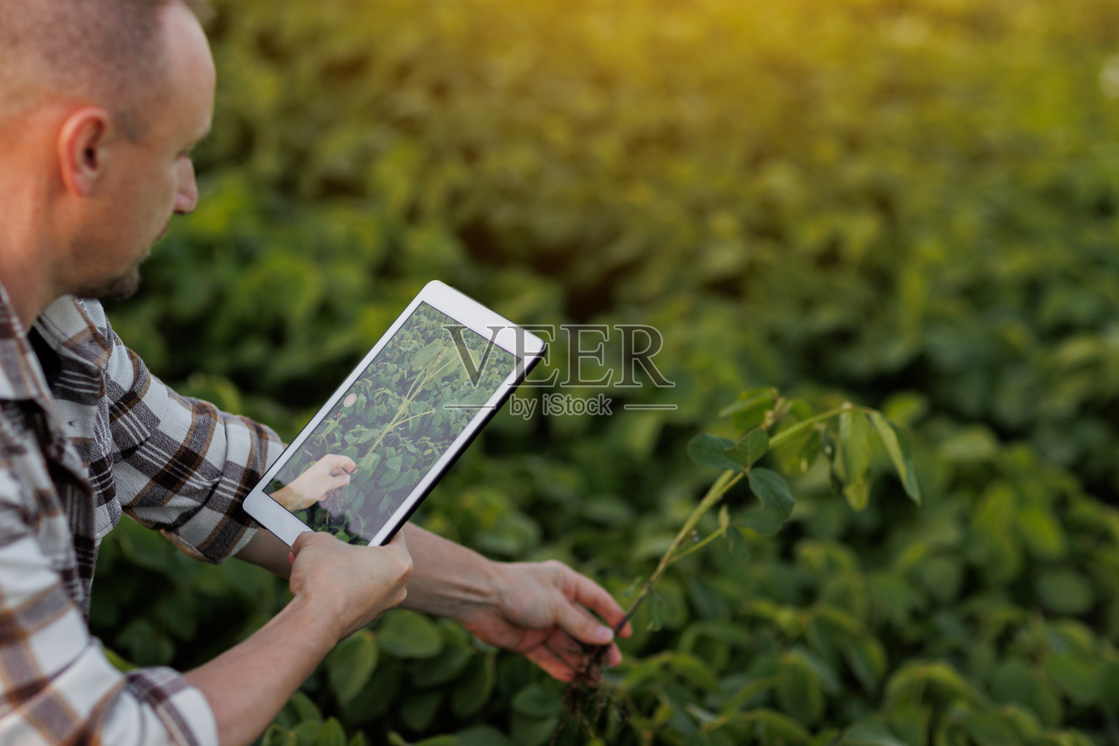 男性农民或农艺师使用数字平板电脑分析和检查大豆植物的生长和病害，季节性工作。智能农业技术和农业商业概念。照片摄影图片
