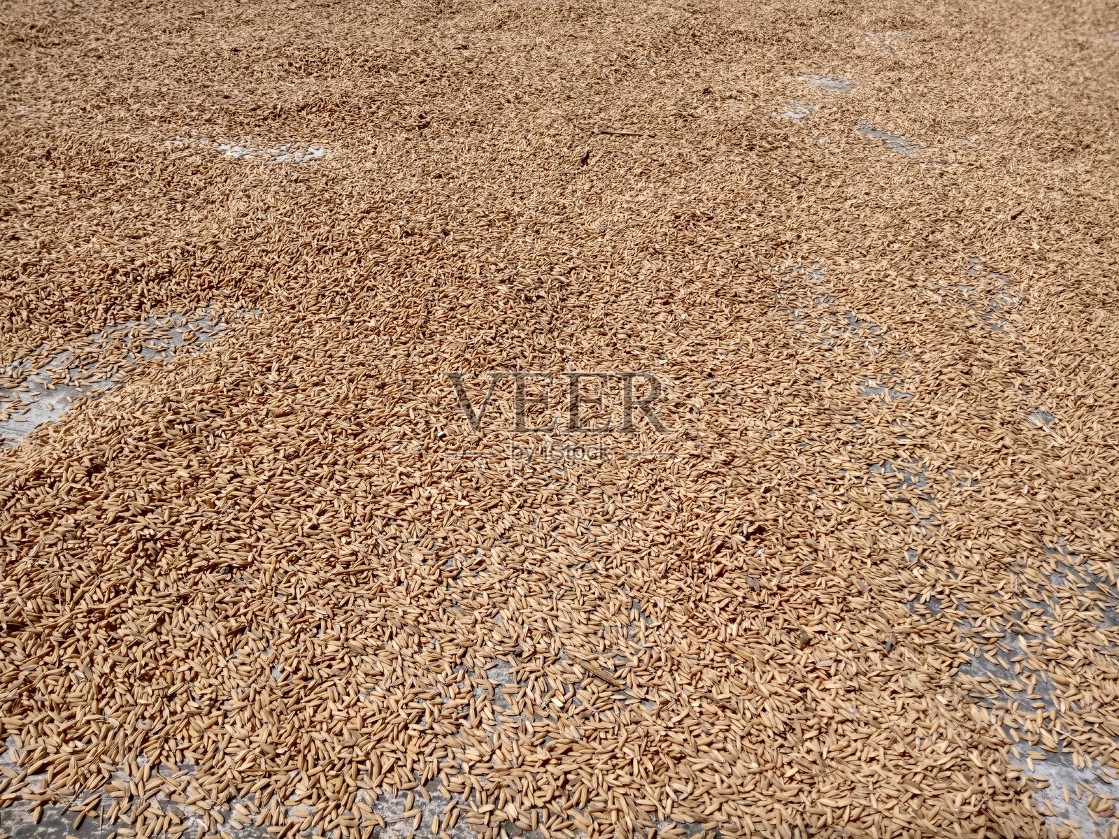 稻谷是已经干燥的稻米。照片摄影图片