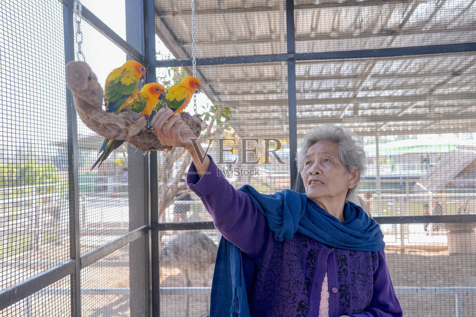 快乐的老年女性在喂养美丽多彩的太阳鹦鹉，鹦鹉栖息在树枝上。非常适合异国鸟类、宠物摄影或野生动物肖像。照片摄影图片