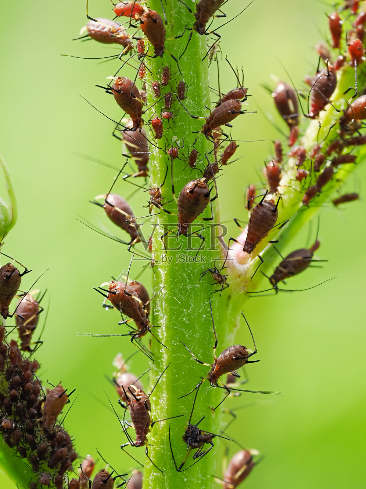植物茎上的蚜虫群落特写 - 半翅目：蚜科。照片摄影图片