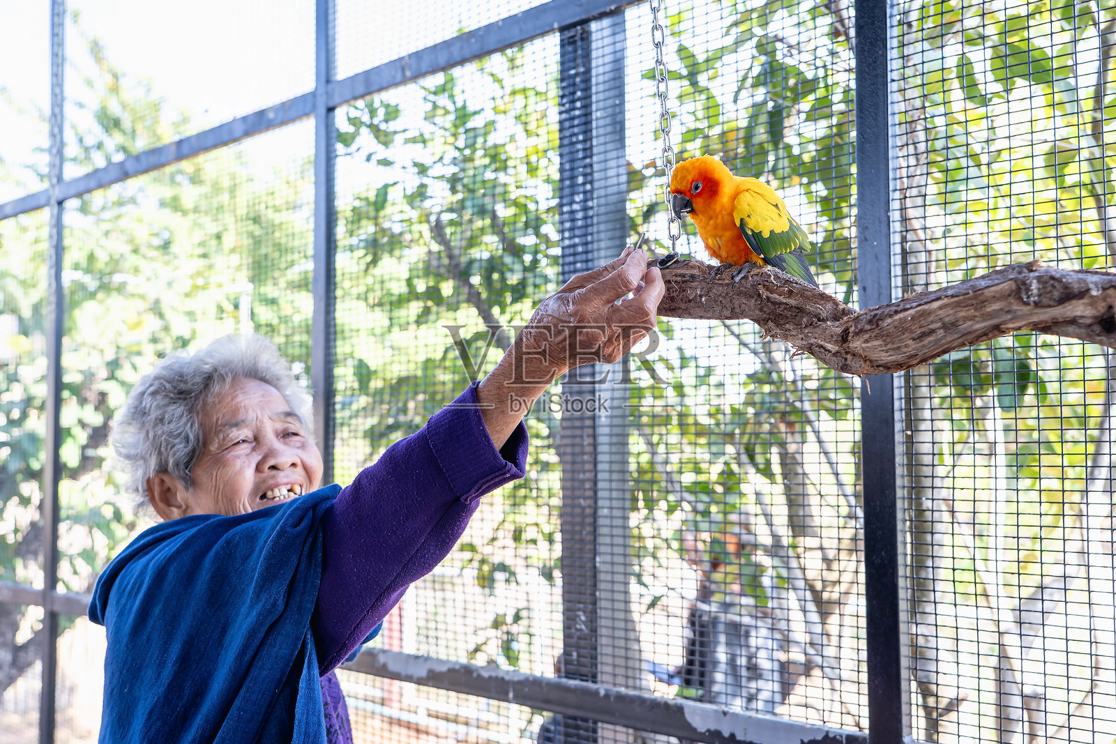 快乐的老年女性在喂养坐在树枝上的美丽多彩的太阳鹦鹉。非常适合异国鸟类、宠物摄影或野生动物肖像。照片摄影图片