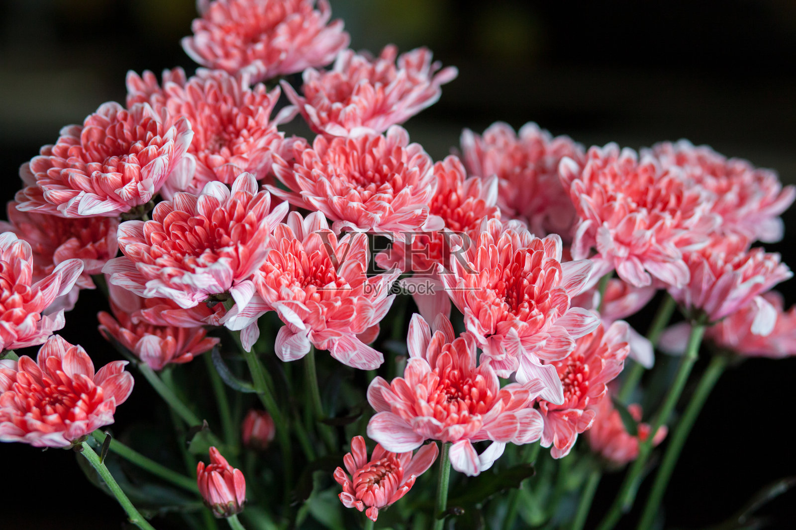鲜艳的粉色菊花优雅地排列，细腻的花瓣衬托在温馨的室内暗色背景中。照片摄影图片