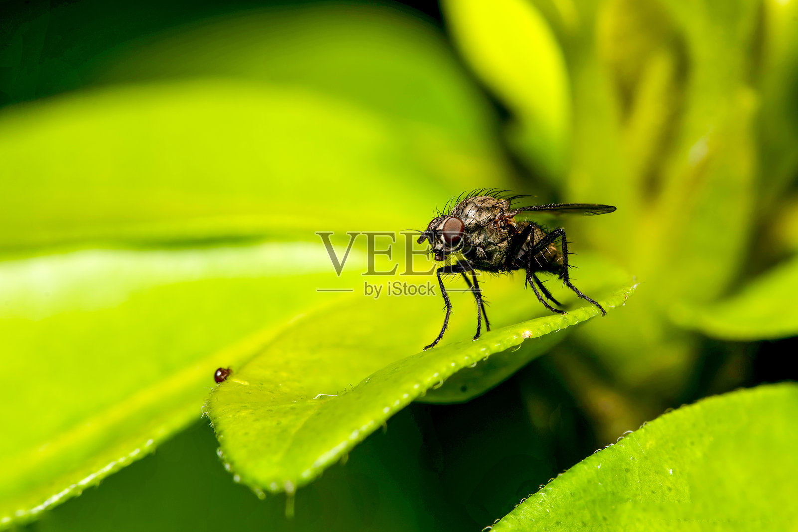 未确定的花蝇（Anthomyiidae）停在绿色叶子上照片摄影图片