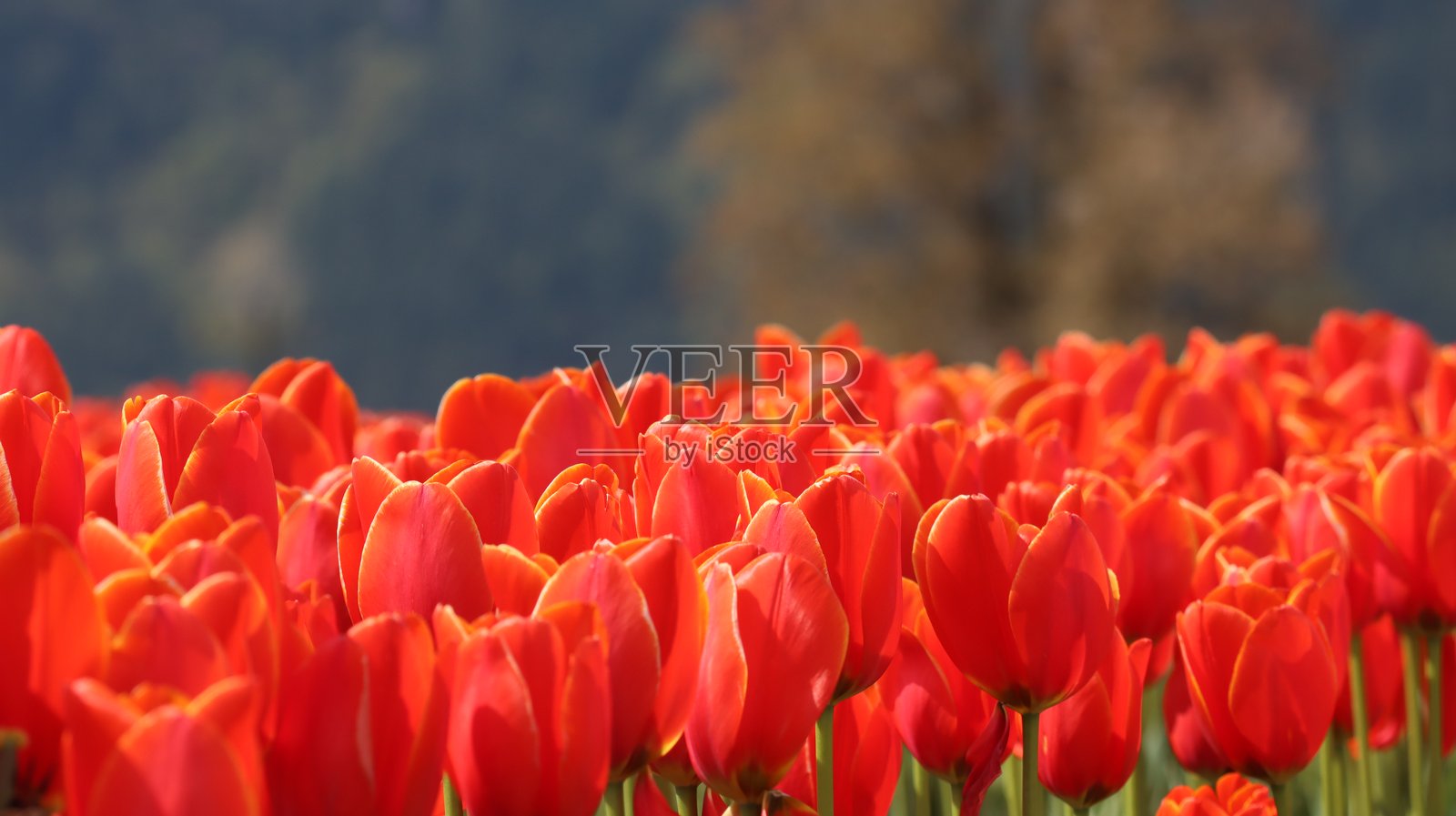 加拿大不列颠哥伦比亚省阿加西兹哈里森郁金香节盛开的美丽红色郁金香照片摄影图片