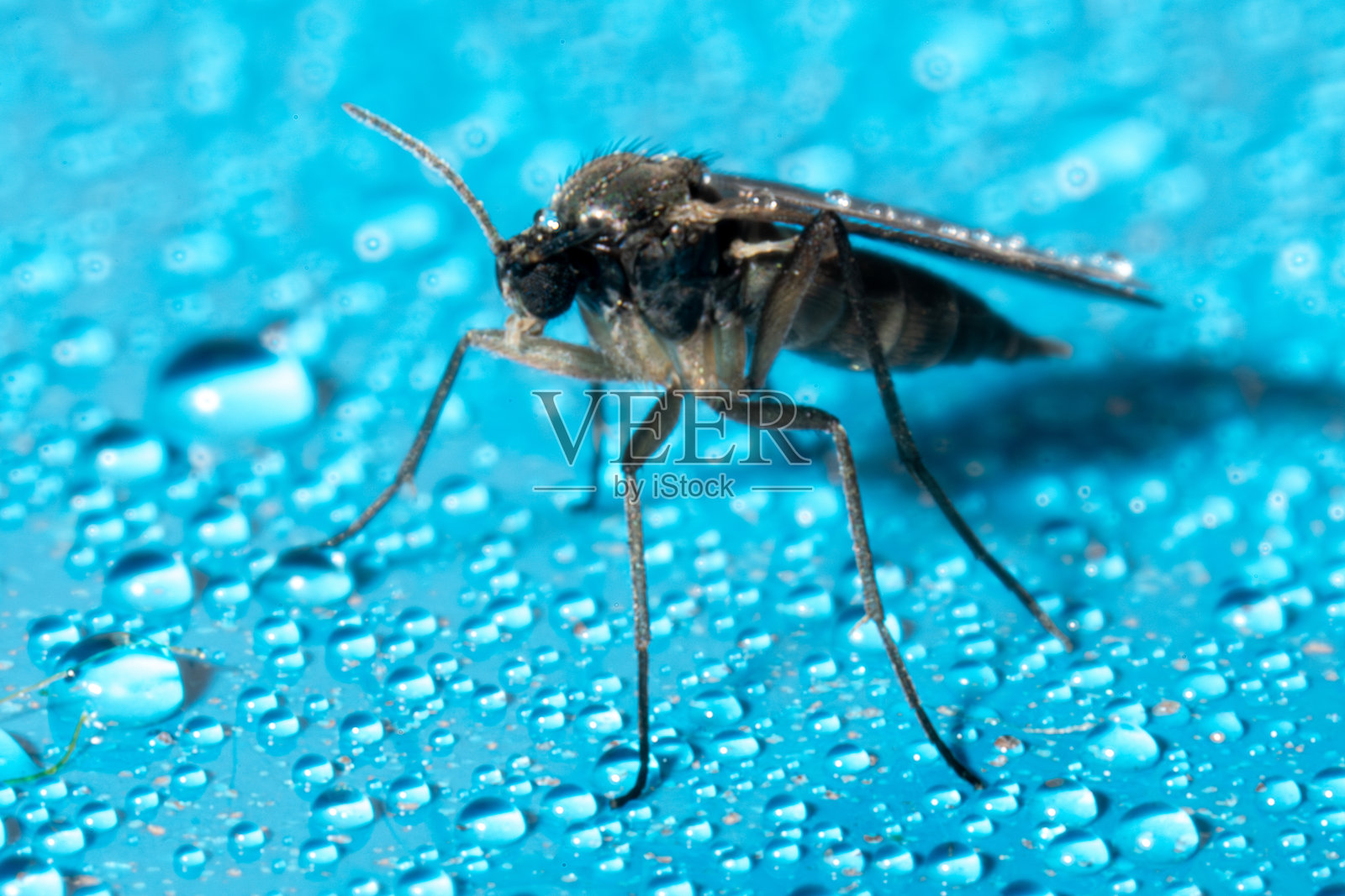 木上的蚊蝇照片摄影图片
