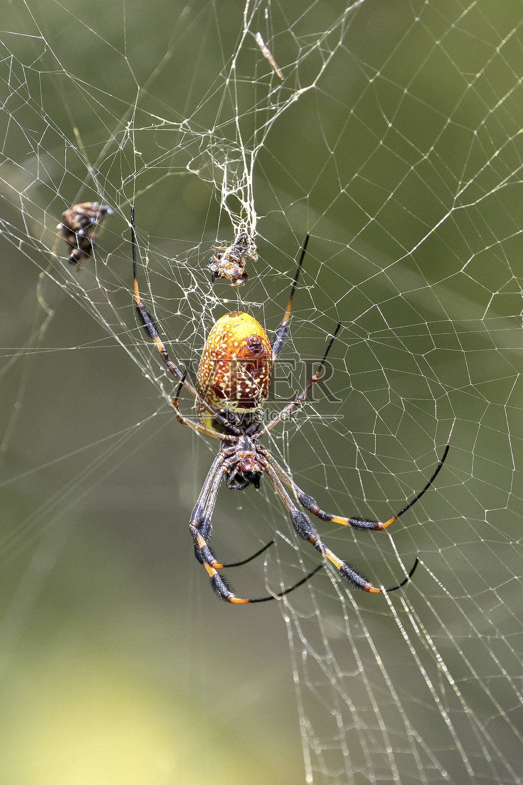 金丝蜘蛛照片摄影图片