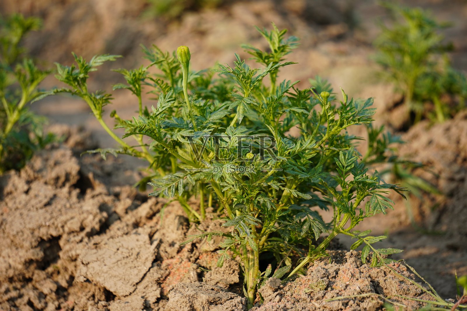 一株小万寿菊在田野上，特写镜头展示了几个花蕾。照片摄影图片