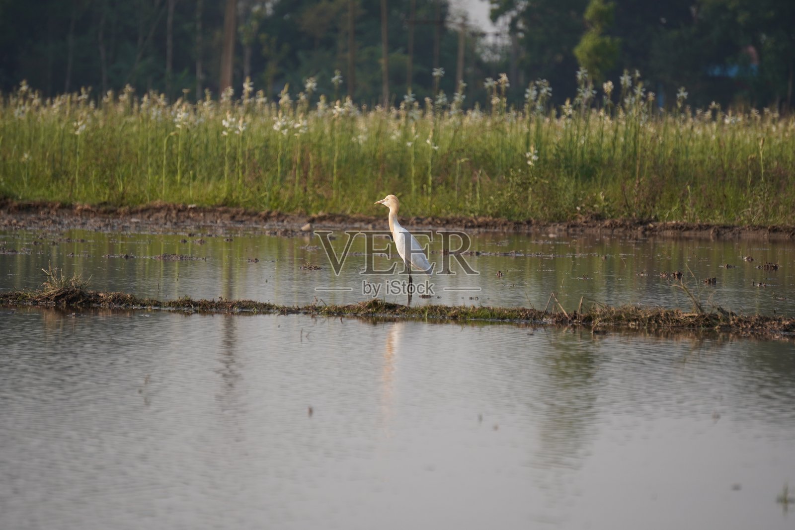 一只白鹭在水源地的特写镜头照片摄影图片