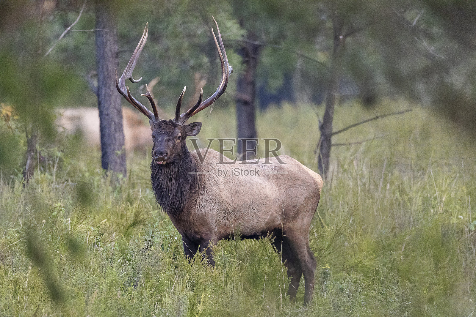 公牛麋鹿照片摄影图片