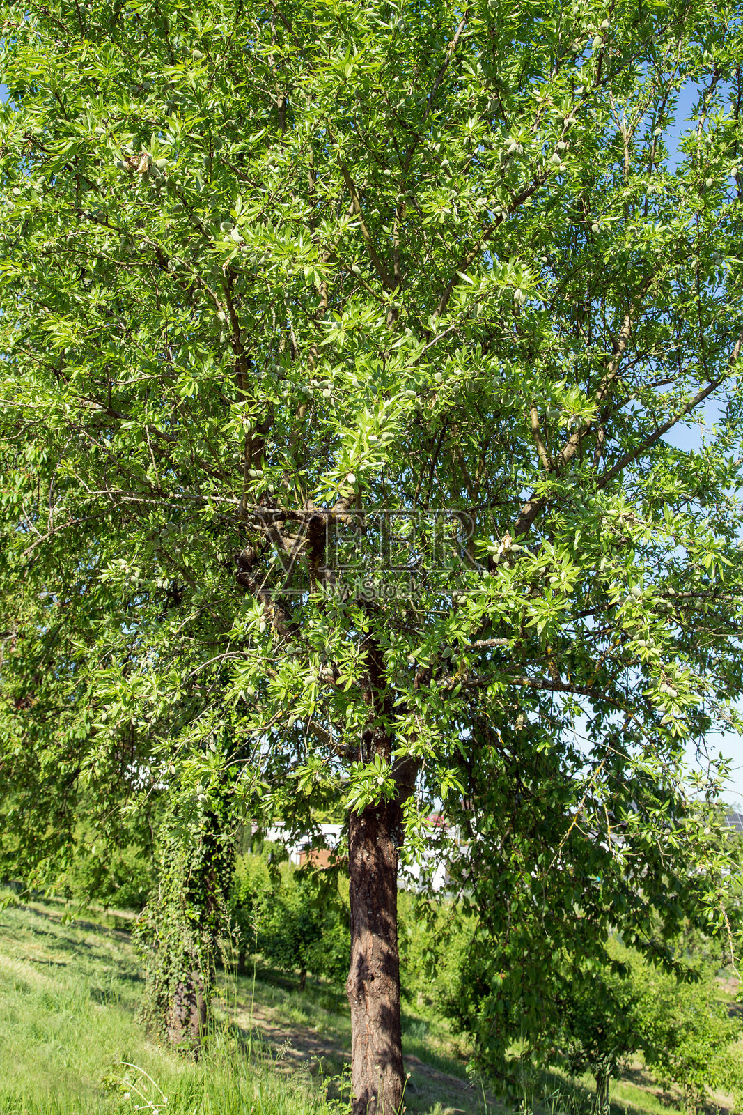 春天的杏树上结满了果实照片摄影图片