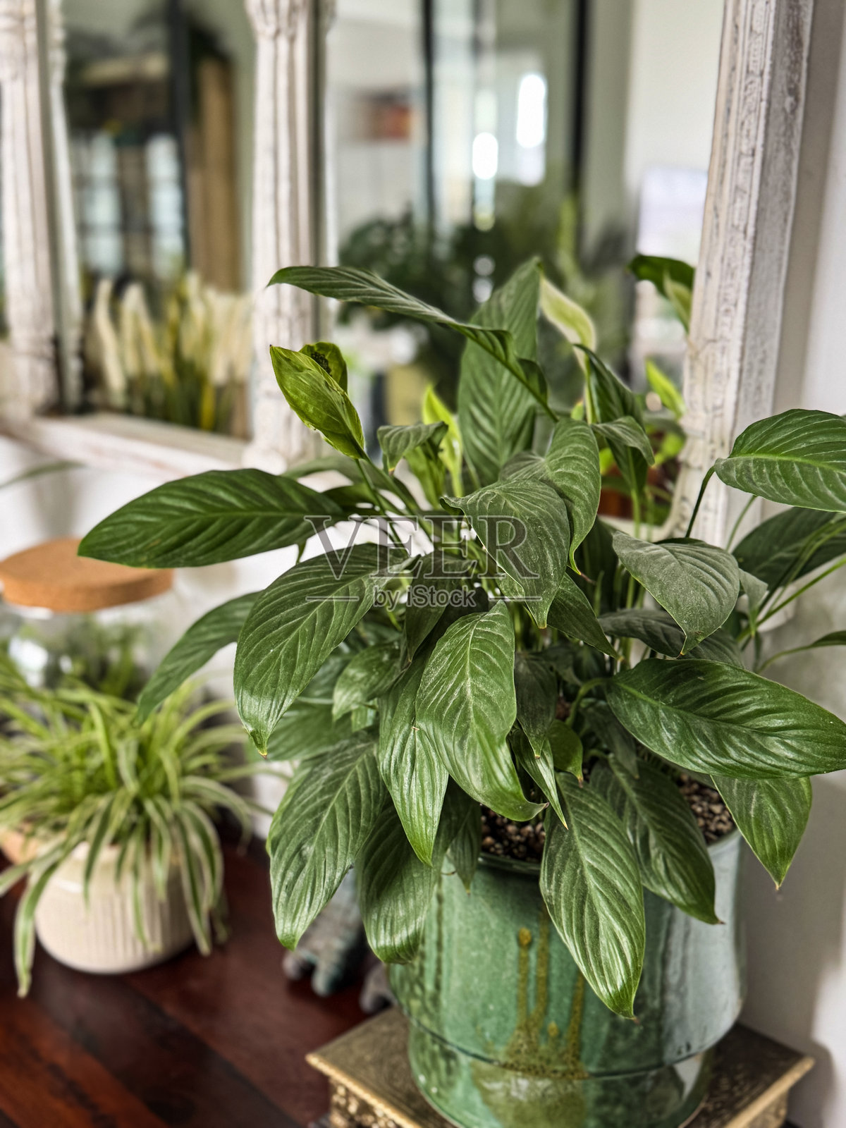 光滑陶瓷花盆中的和平百合（白掌）/ 绿叶繁茂的室内植物照片摄影图片