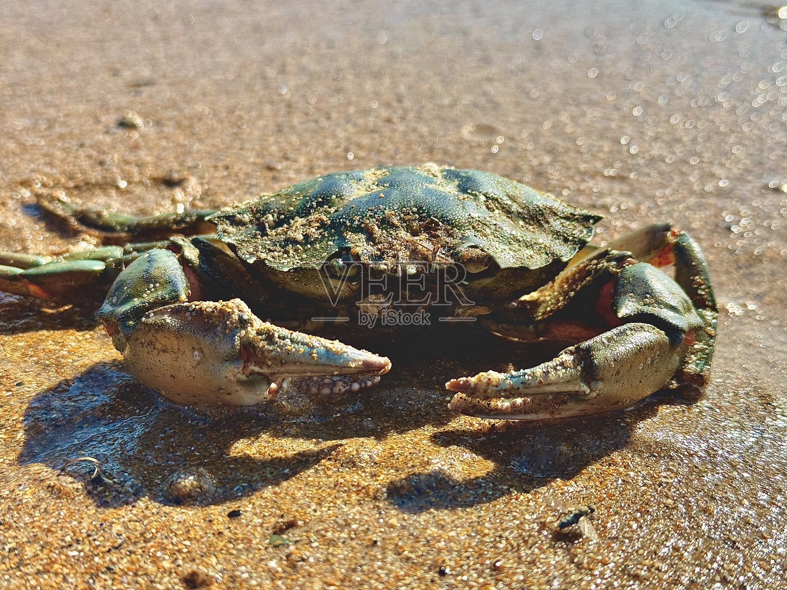 湿沙上的螃蟹照片摄影图片