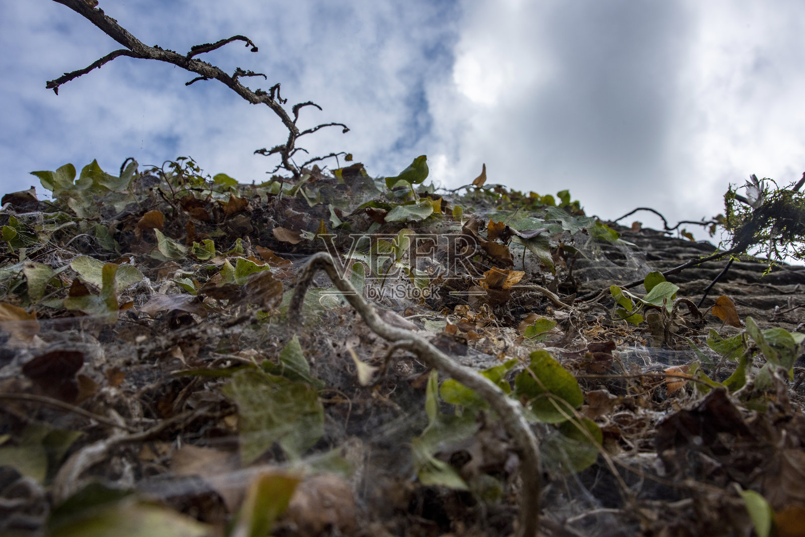 长满藤蔓和植物的墙壁。照片摄影图片