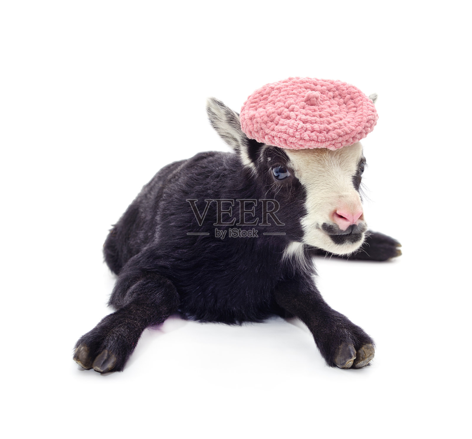 戴帽子的黑山羊。照片摄影图片