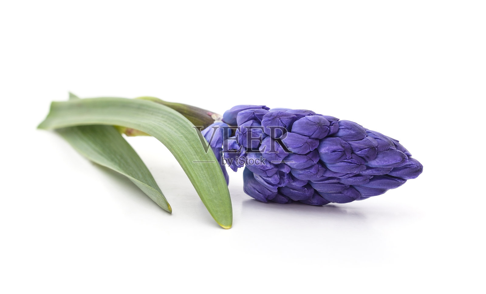 紫色风信子的花苞。照片摄影图片