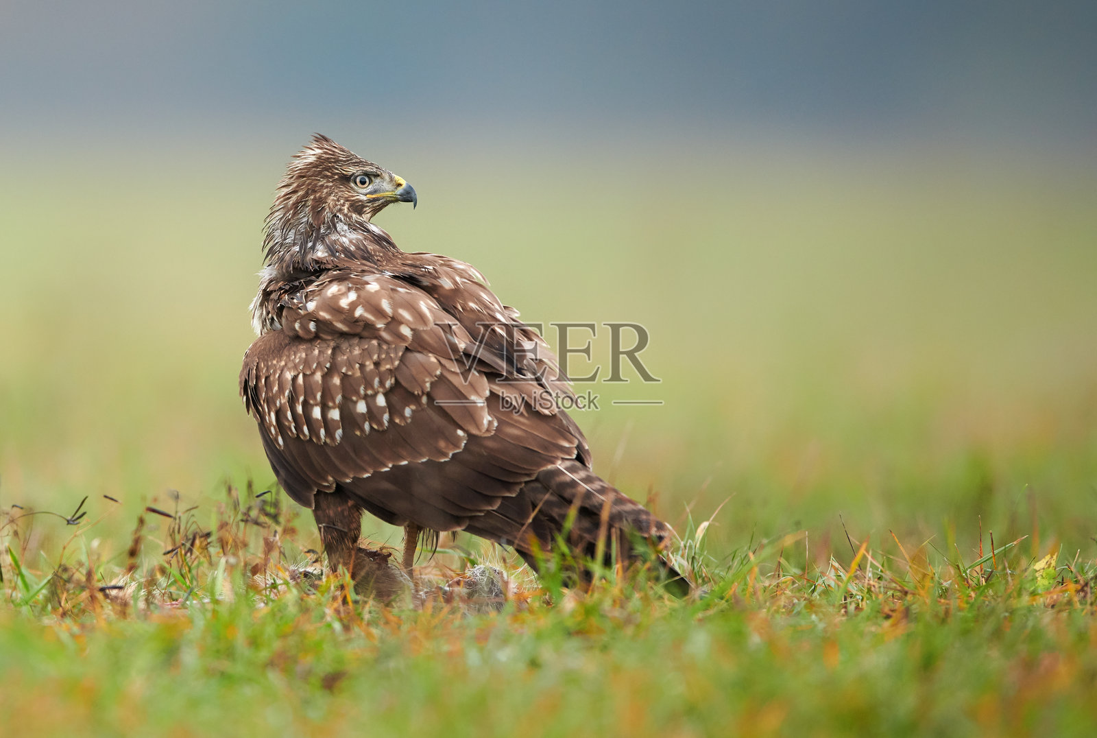 普通 buzzard (Buteo buteo) 特写照片摄影图片