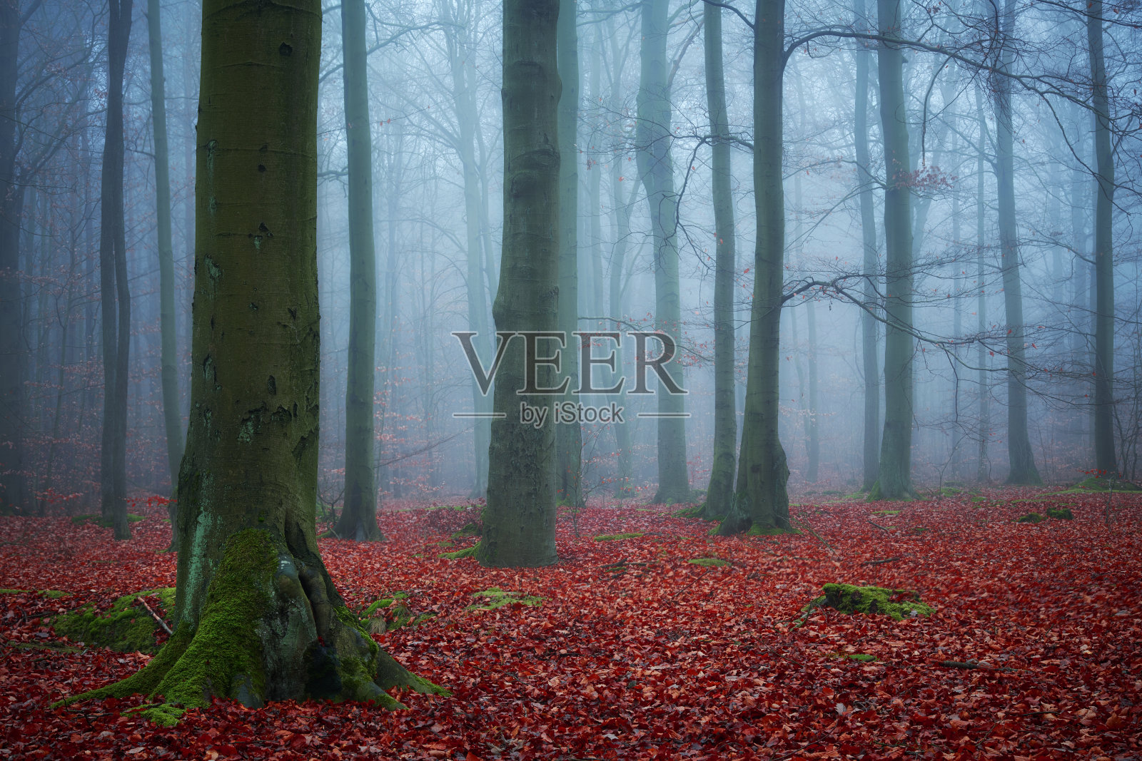 被雾气笼罩的黑暗森林照片摄影图片