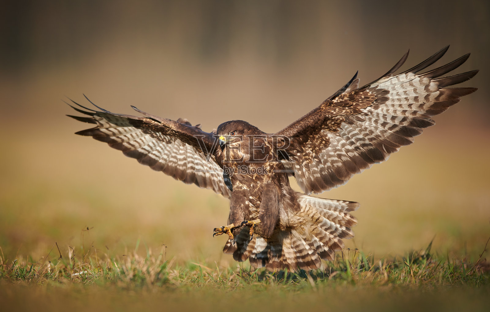 普通 buzzard (Buteo buteo) 在飞行中照片摄影图片