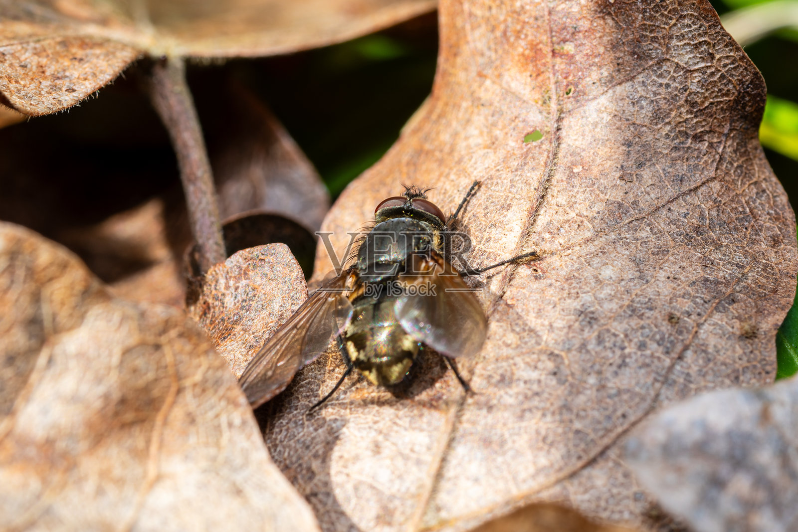 叶子上的聚集蝇（Pollenia属）照片摄影图片