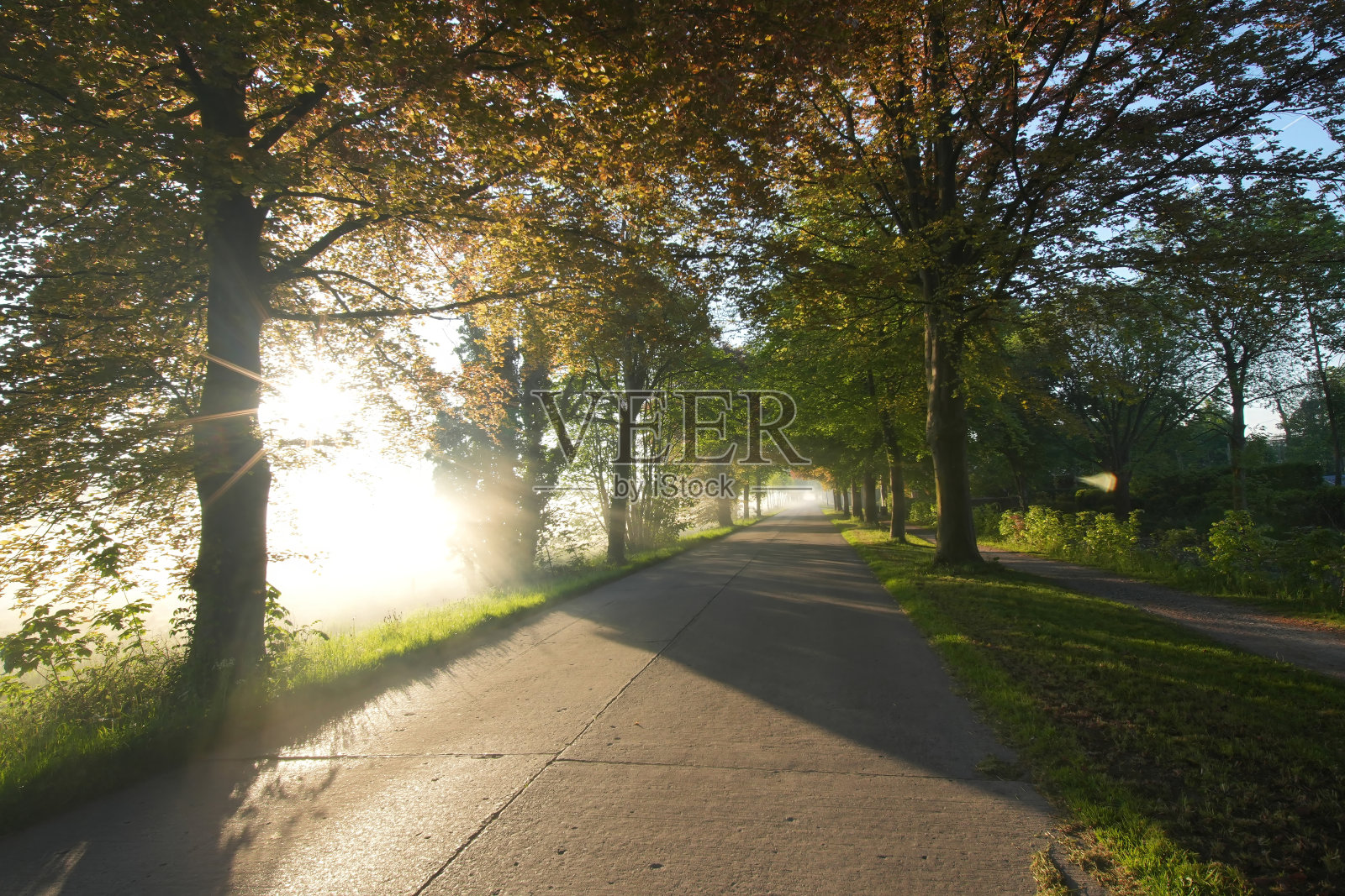 阳光透过树木洒在宁静的道路上，营造出一个宁静而迷人的自然场景，非常适合户外活动。照片摄影图片