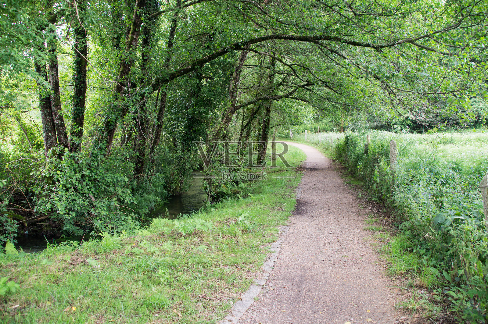树间的小径照片摄影图片