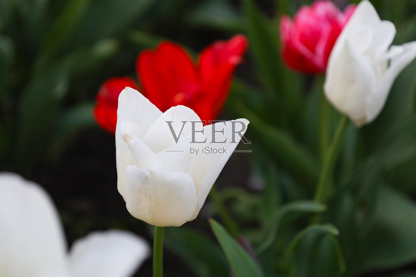 白色郁金香的细腻花瓣在模糊的绿叶背景中绽放。春天的花朵，象征着纯洁与优雅。照片摄影图片