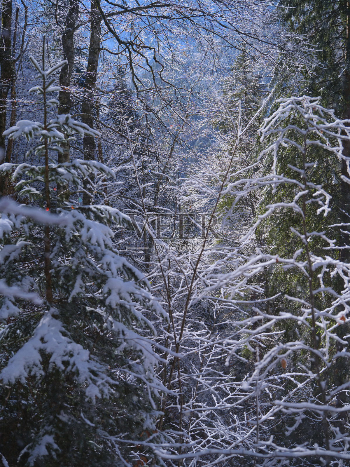冬季的雪覆盖了宁静的森林，营造出一个充满常青树和宁静的宁谧景观。照片摄影图片