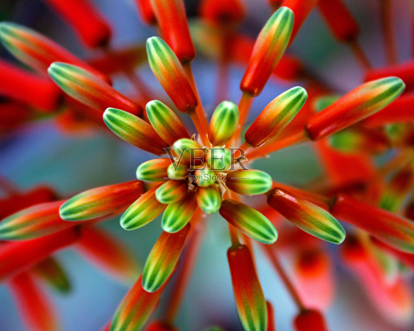 盛开的芦荟植物照片摄影图片