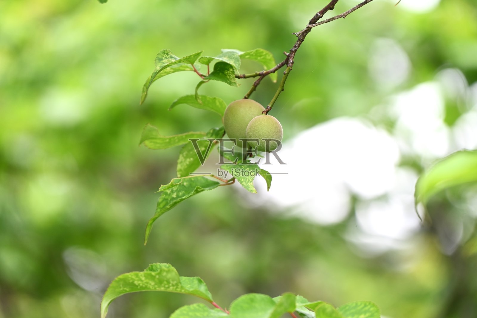 日本梅果实。照片摄影图片