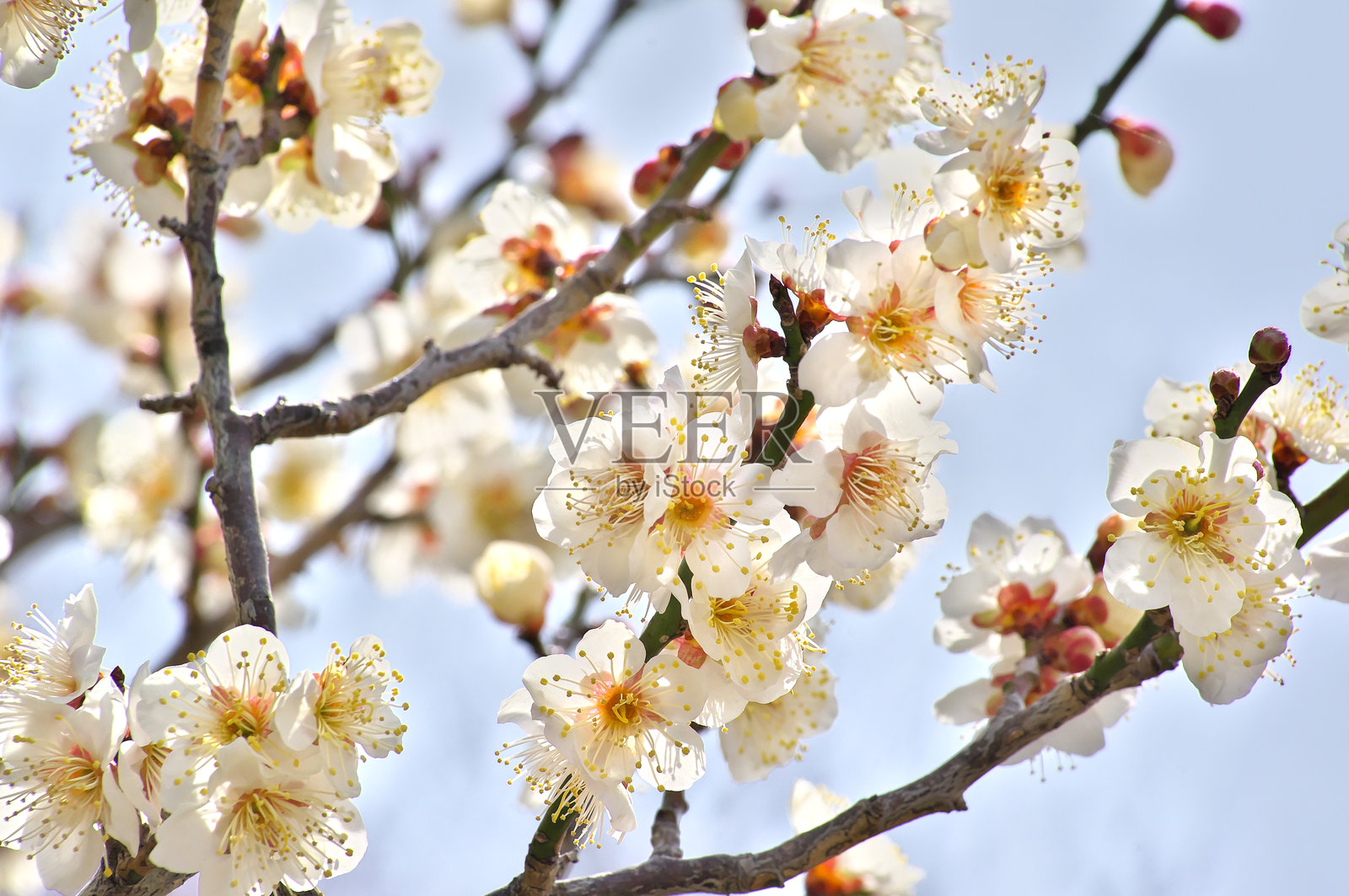 梅花照片摄影图片