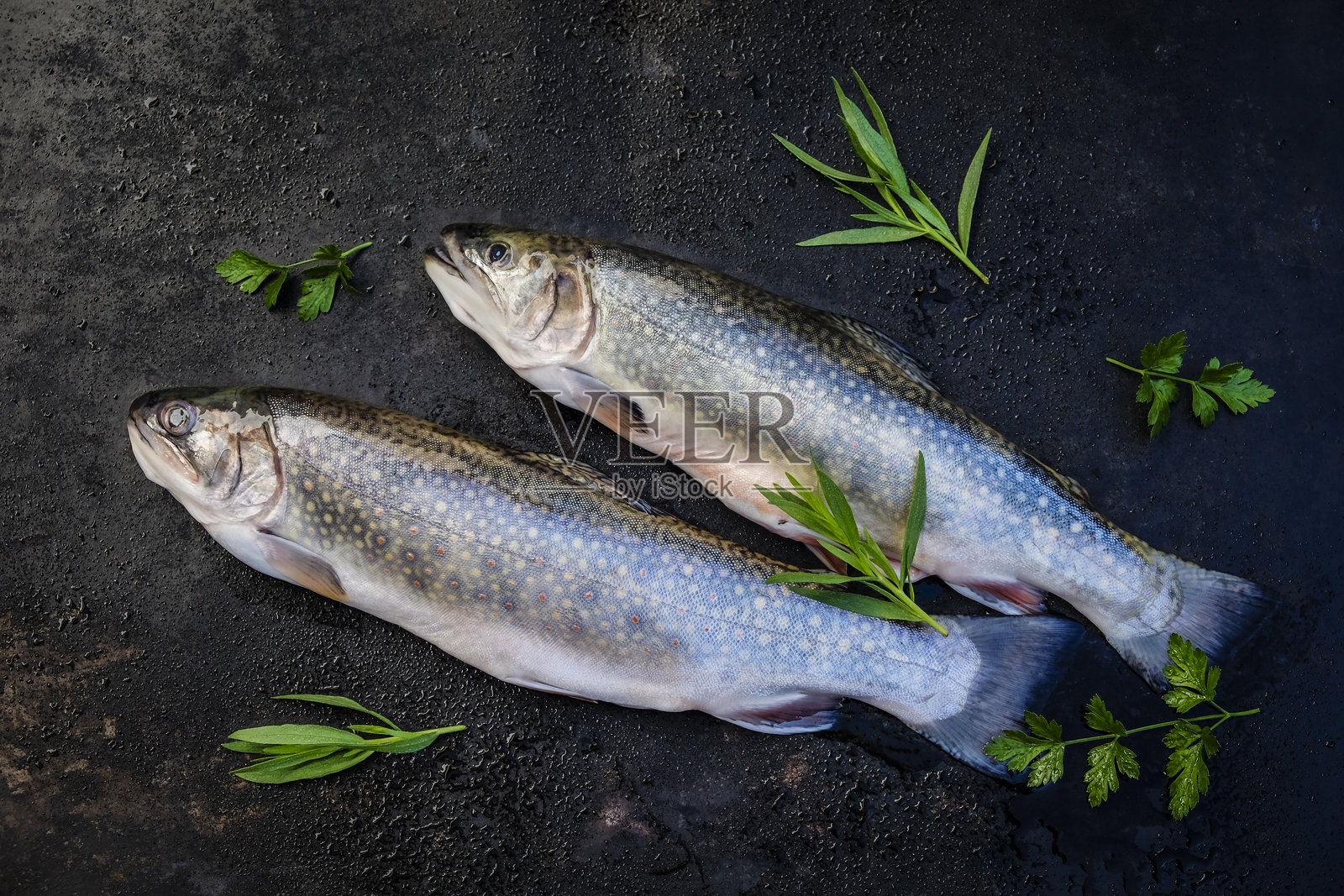 新鲜的鲈鱼照片摄影图片