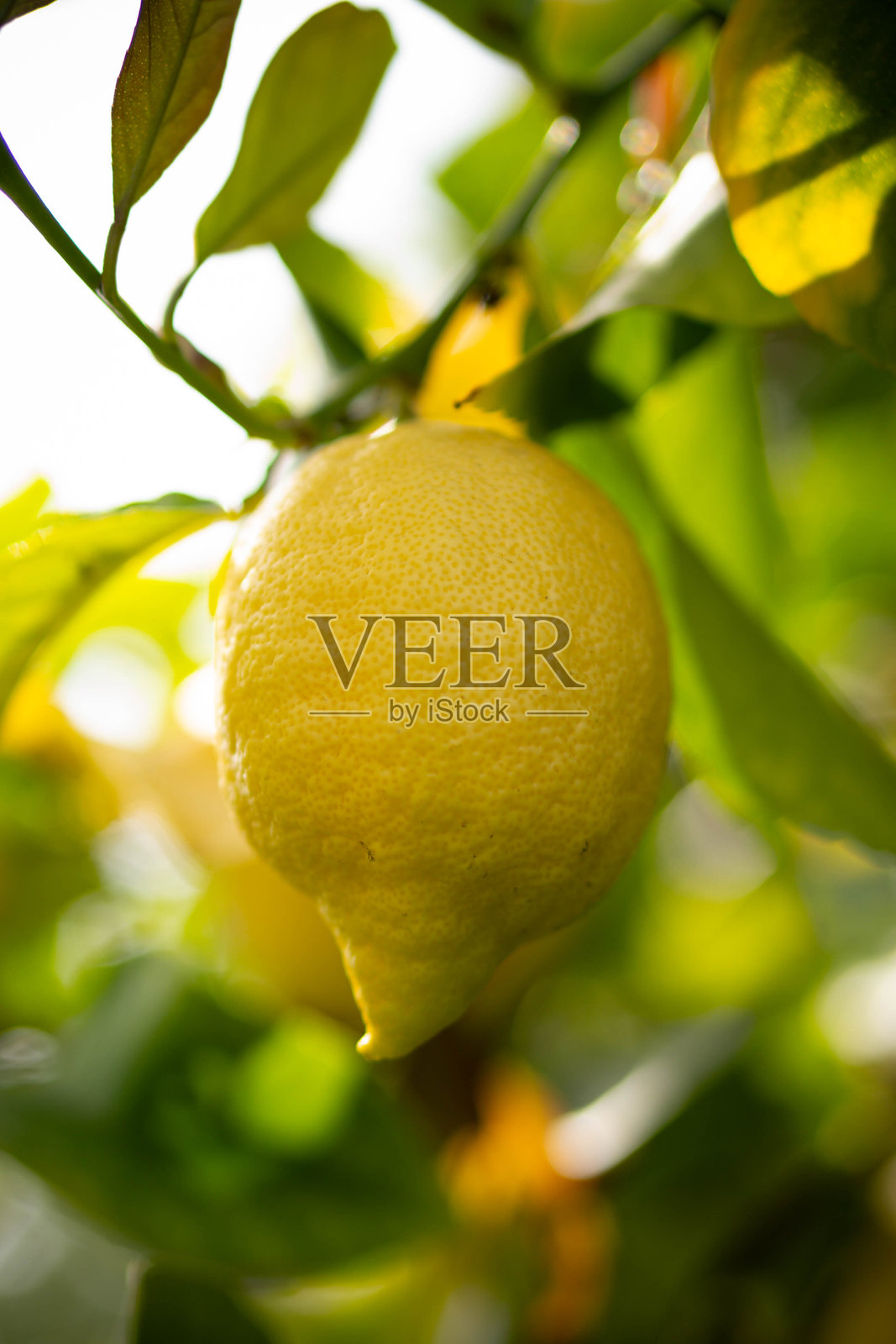 树枝上的柠檬照片摄影图片