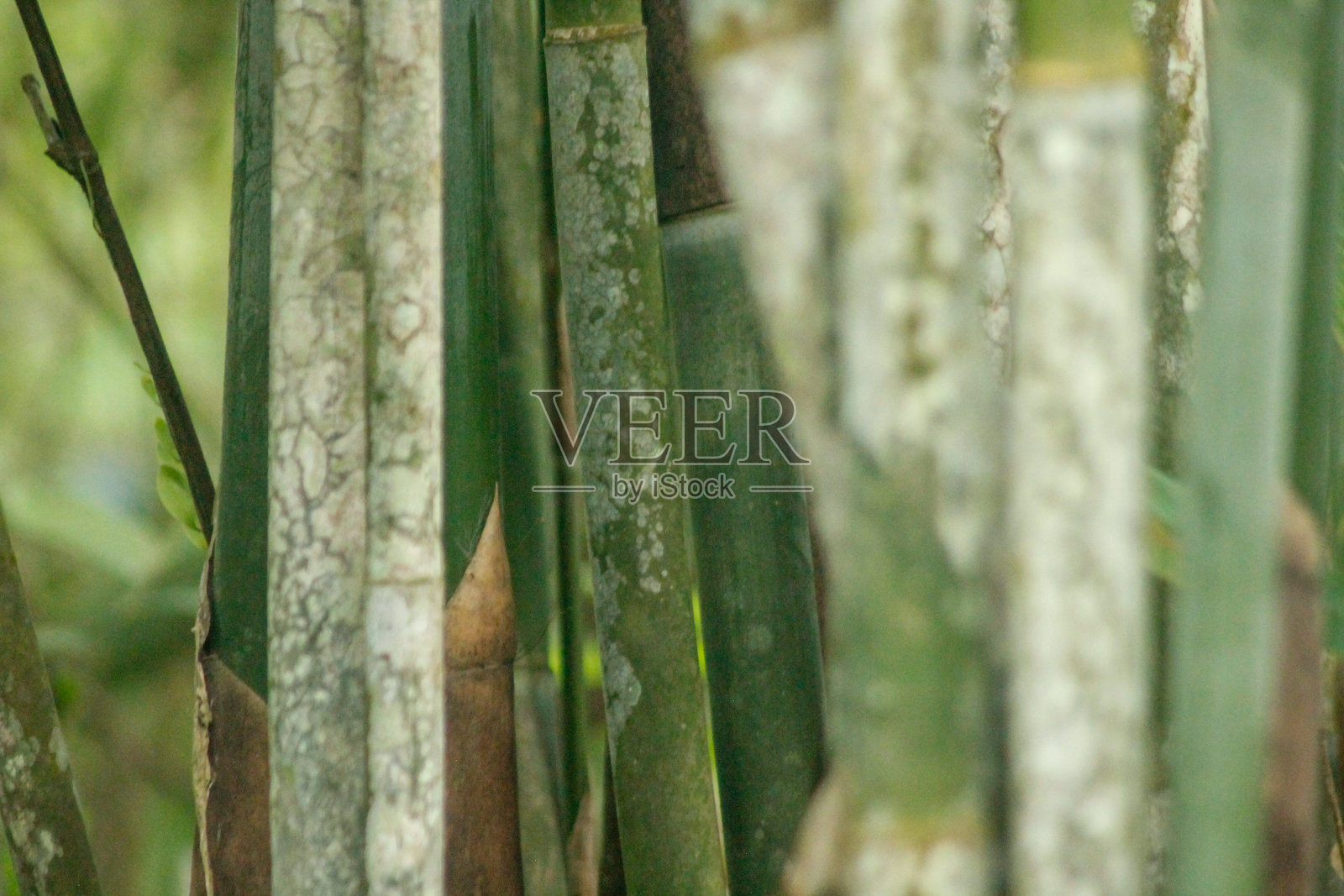 茂密竹林中的绿色竹干。绿色竹竿被郁郁葱葱的植物环绕，展现出多样竹种的美丽。照片摄影图片