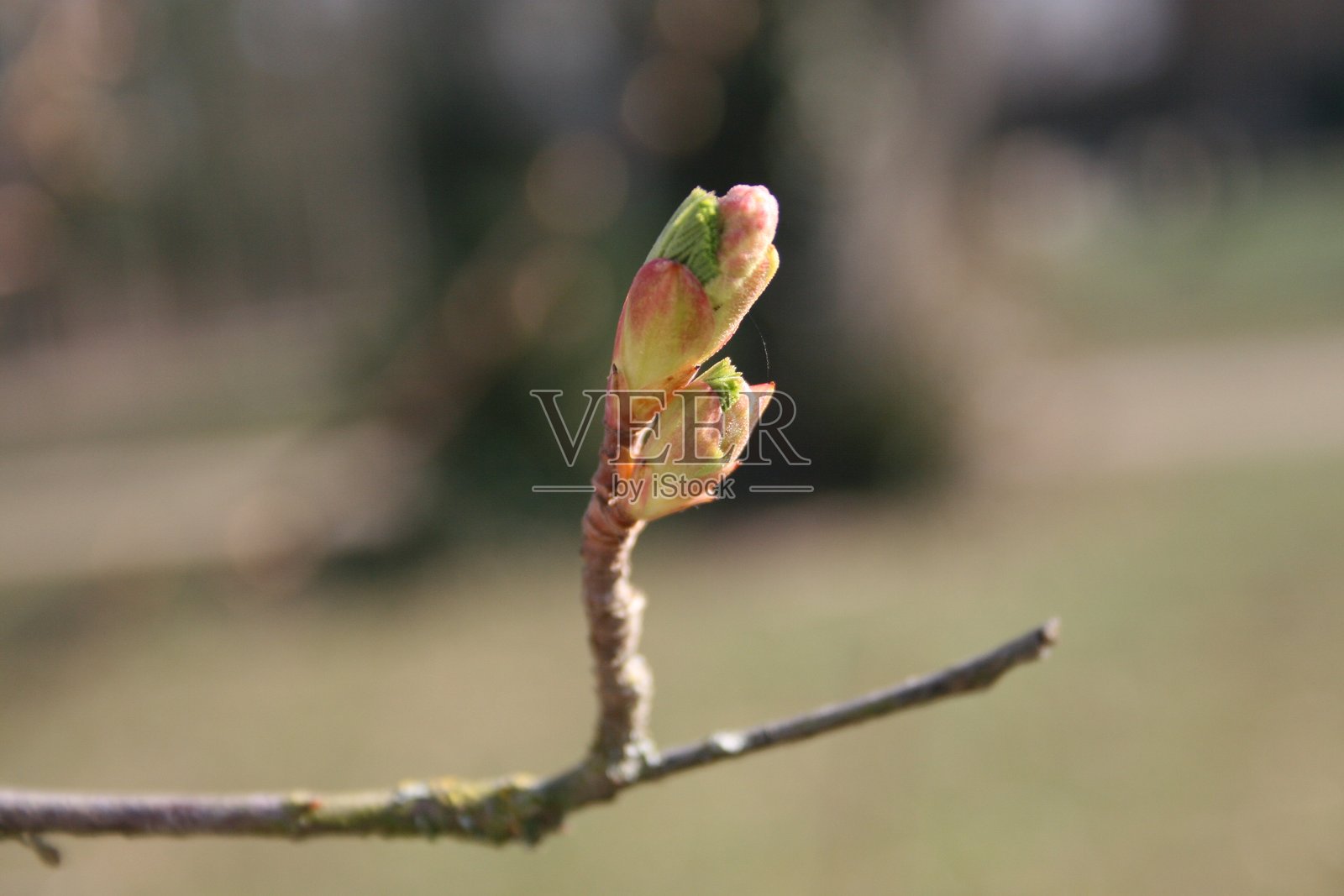 春天嫩绿枝头的花蕾照片摄影图片