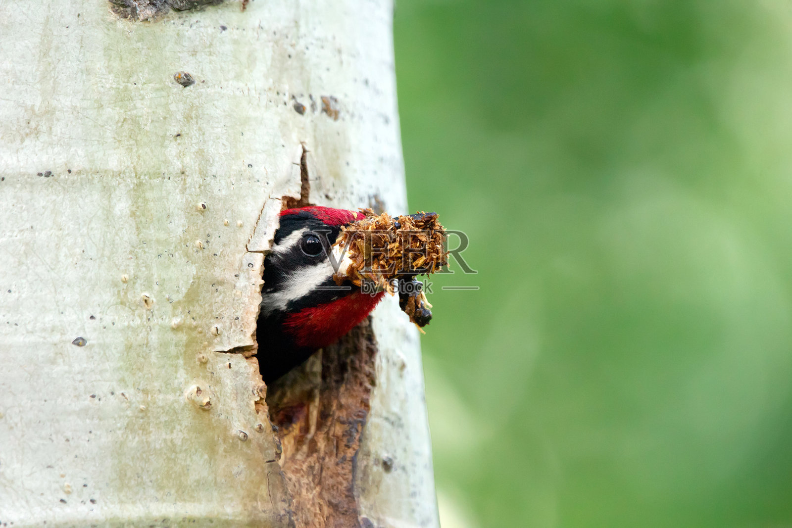 明亮的啄木鸟头从树干的洞里探出头来照片摄影图片