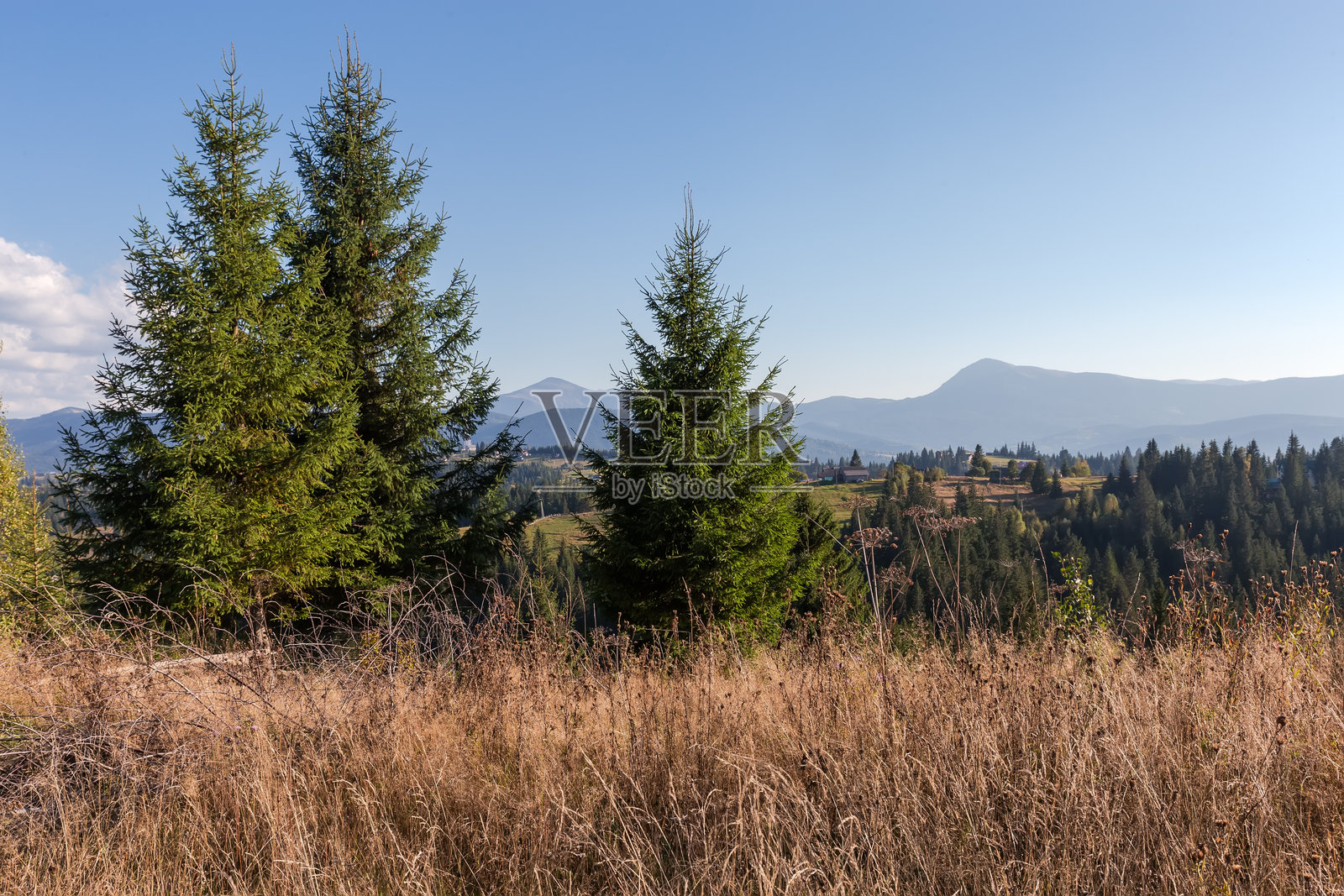 秋日阳光下，山间草甸上独立生长的云杉照片摄影图片