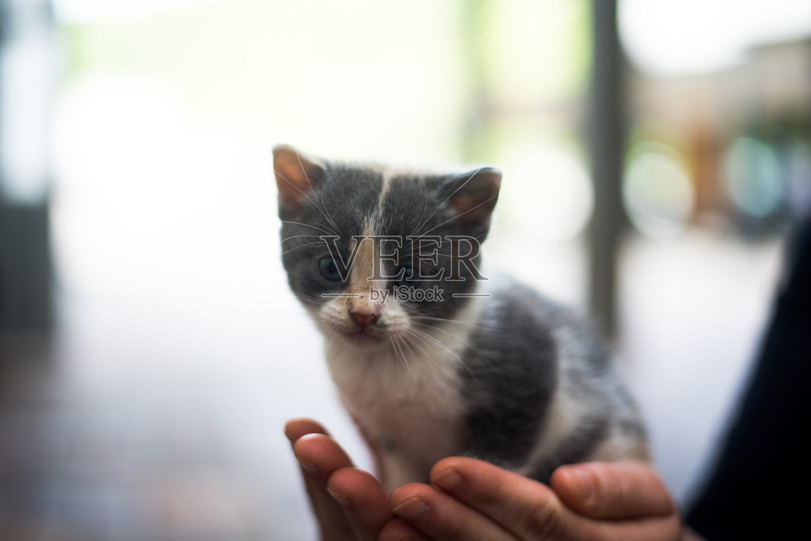 小猫在女人的手中睡觉照片摄影图片