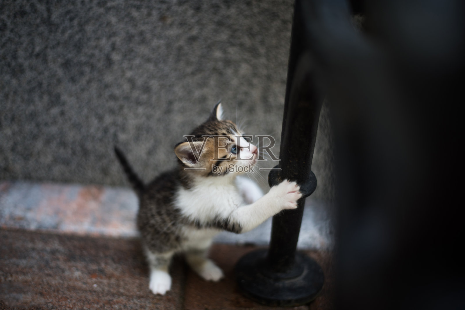 一只小猫在外面玩耍照片摄影图片
