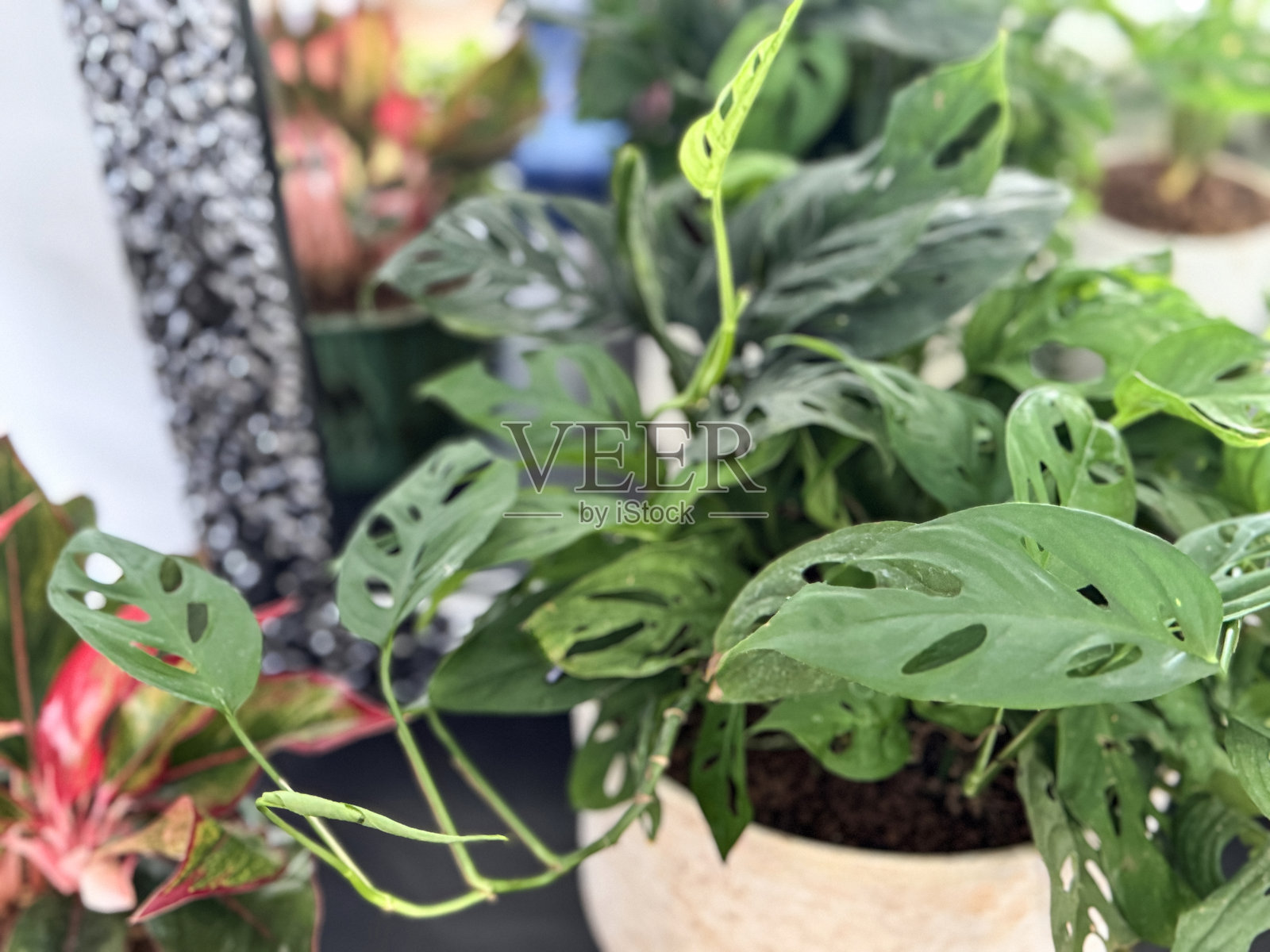 带有绿色叶子的室内植物：悬挂的猴子怪兽和破心菲洛德伦，放在釉面花盆中照片摄影图片