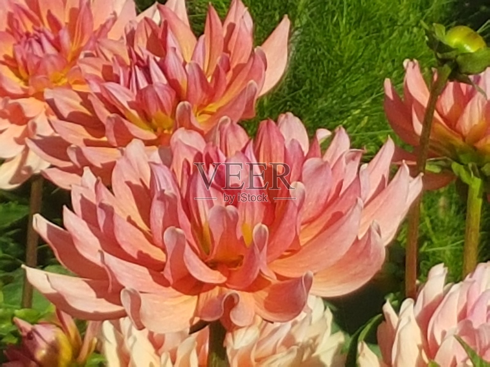 夏季花园中的大丽花照片摄影图片