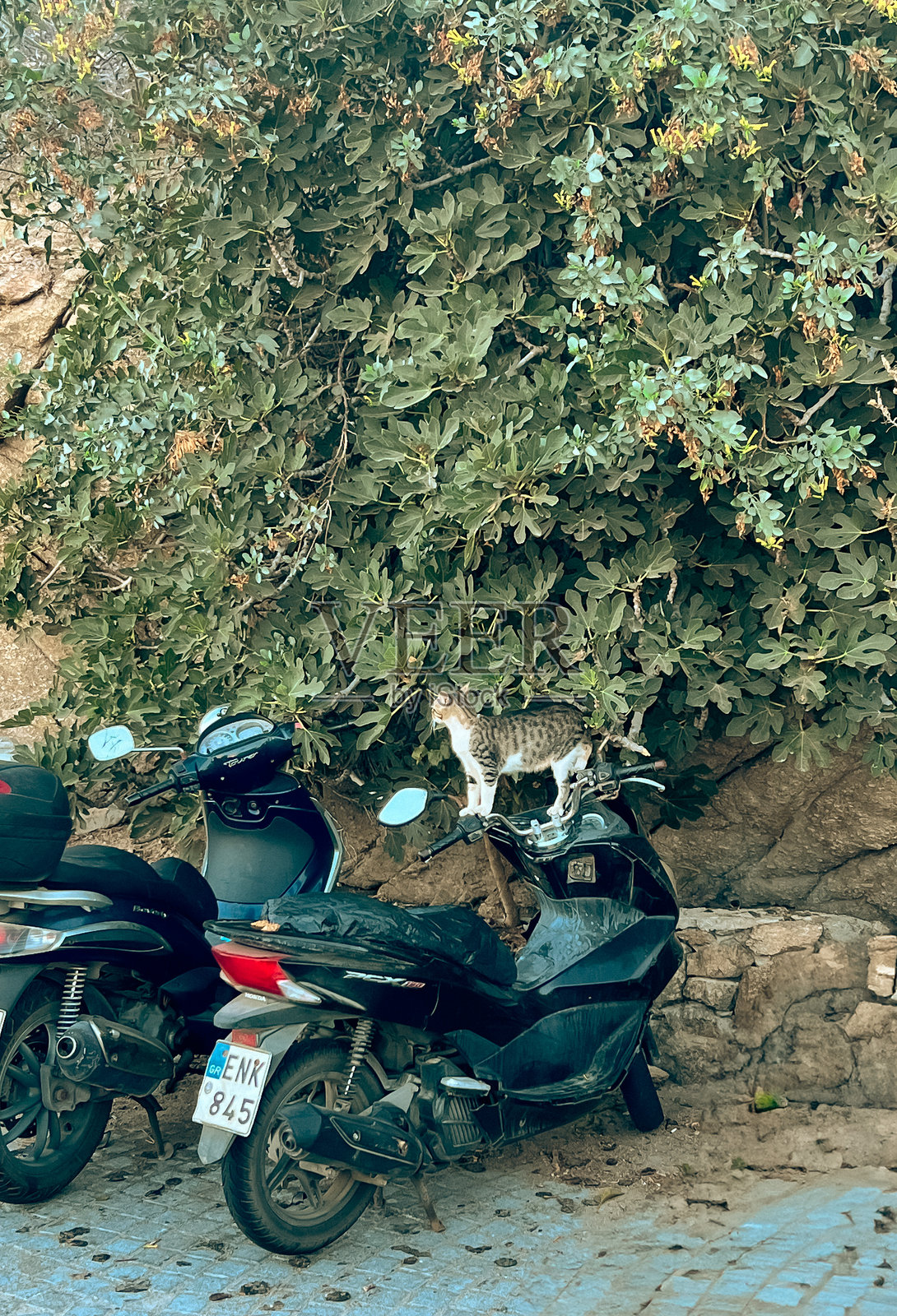 米克诺斯猫照片摄影图片