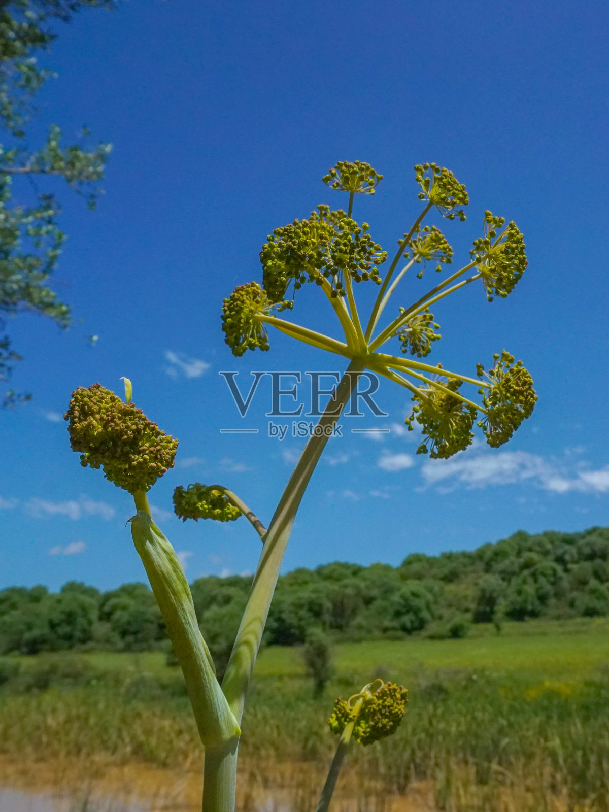 美丽的春季自然背景照片摄影图片
