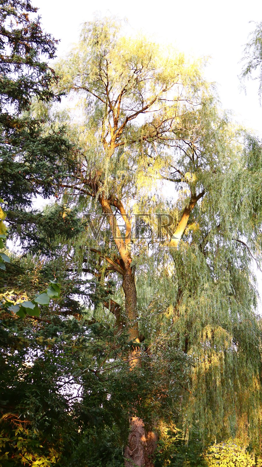 柳树照片摄影图片