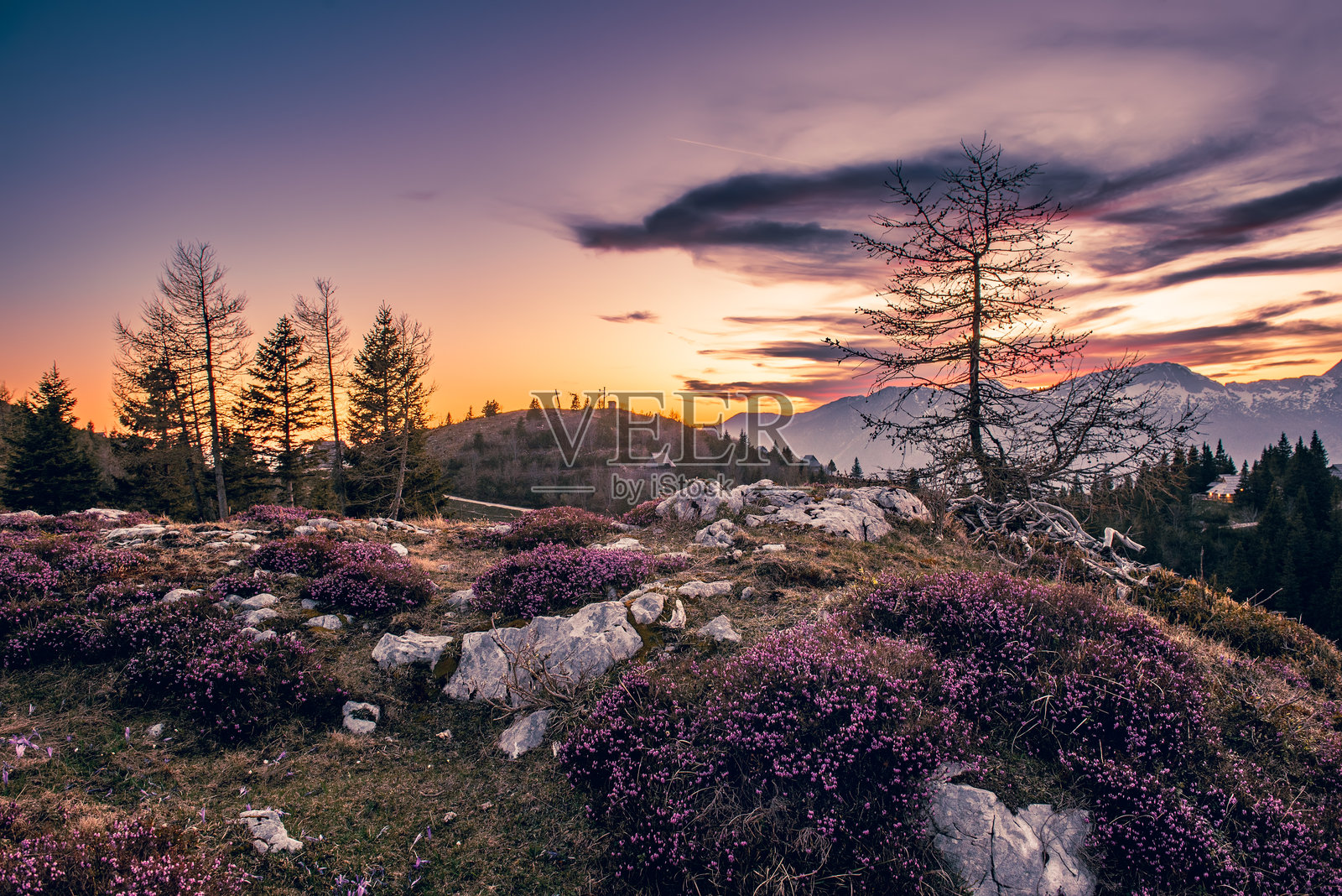 日落时分，斯洛文尼亚卡姆尼茨的维利卡普拉尼纳盛开的海瑟花，复活节阳光明媚的风景照片摄影图片