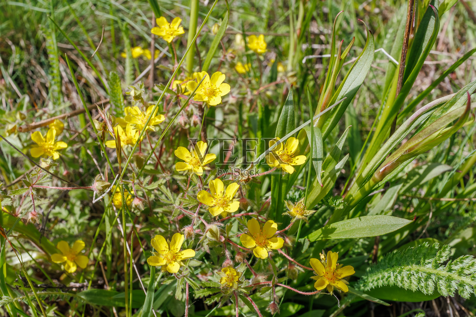 野生的黄色五叶草花在草地上生长照片摄影图片