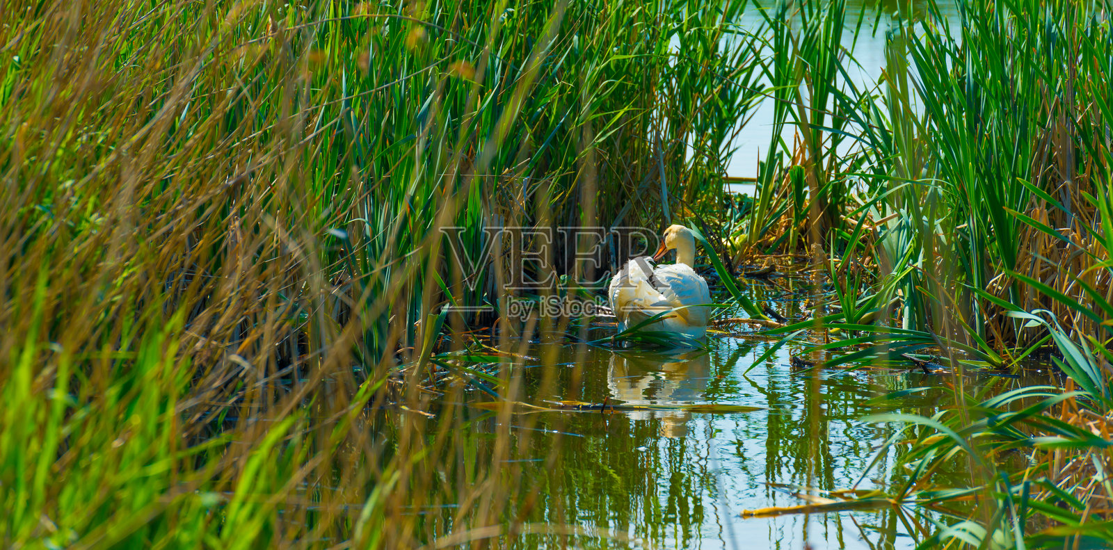 天鹅在春天阳光下的湖中游泳，周围是绿色的芦苇。照片摄影图片