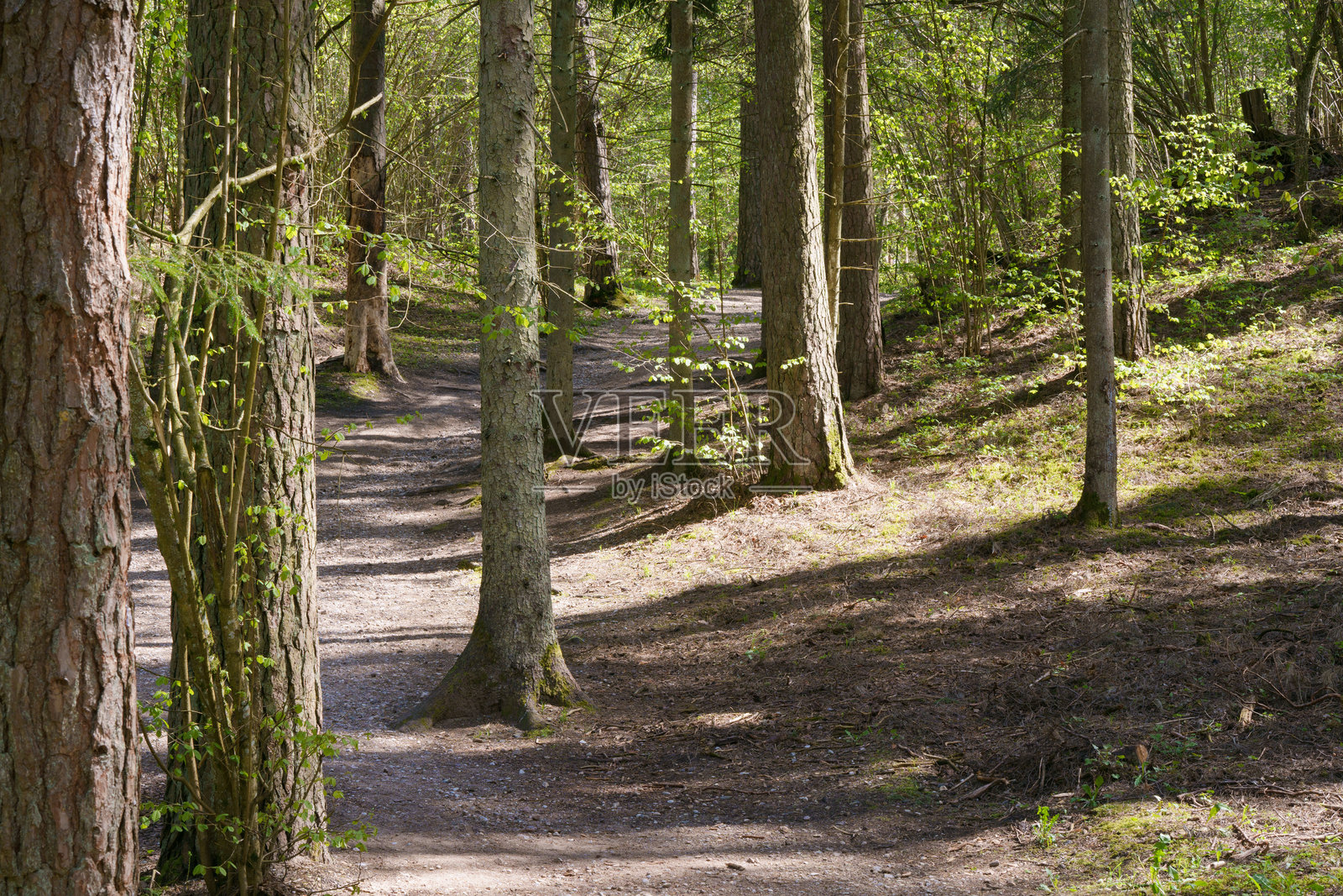 早春的旅游森林小径照片摄影图片