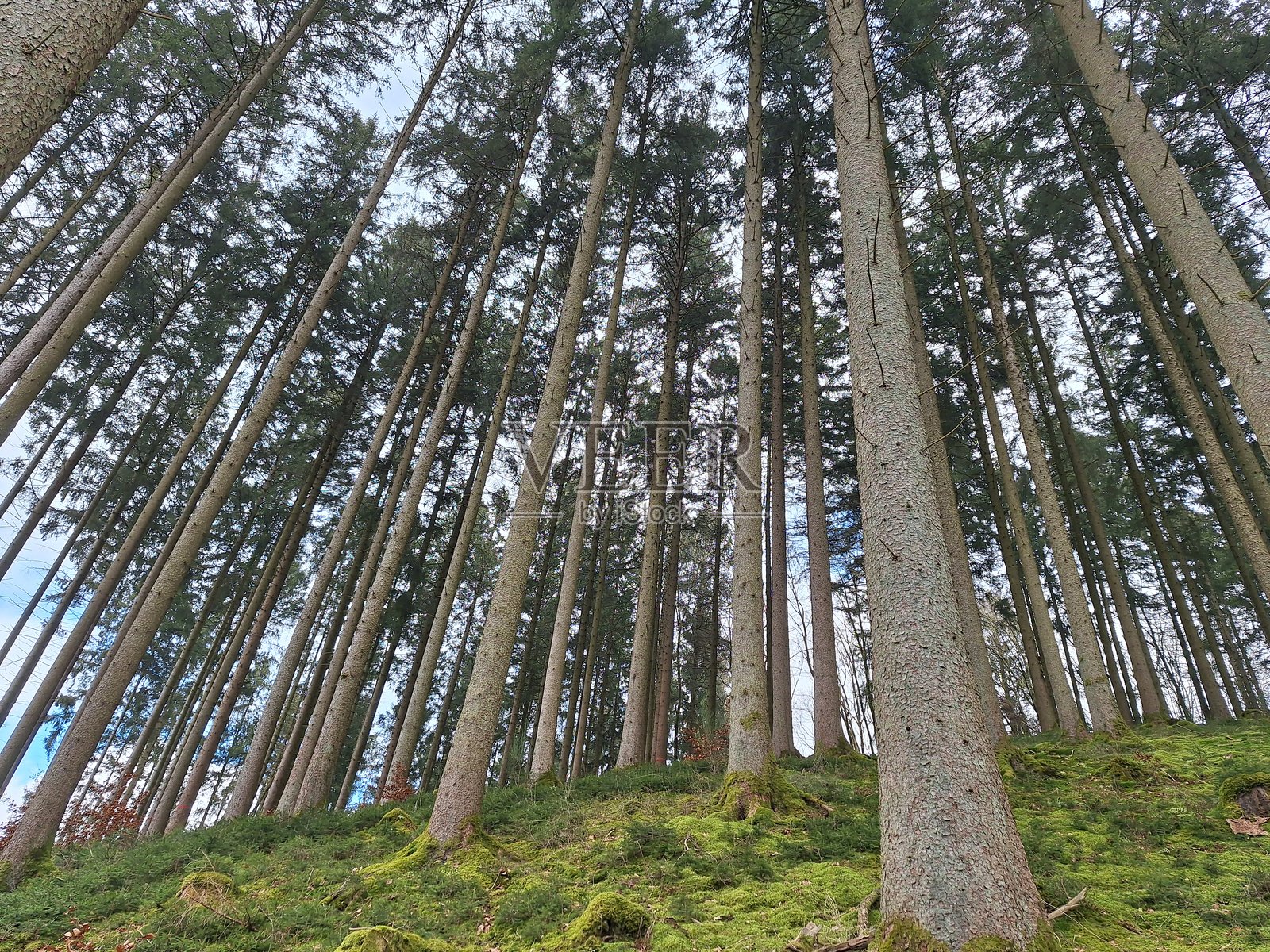 在德国徒步旅行时的森林高大树木照片摄影图片
